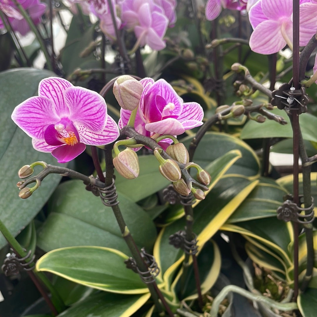 Phalaenopsis Sogo Vivien - variegated leaf FLOWERING