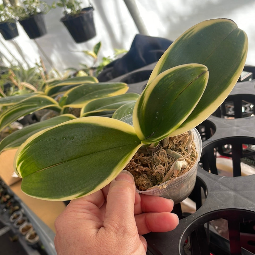 Phalaenopsis Sogo Vivien - variegated leaf FLOWERING