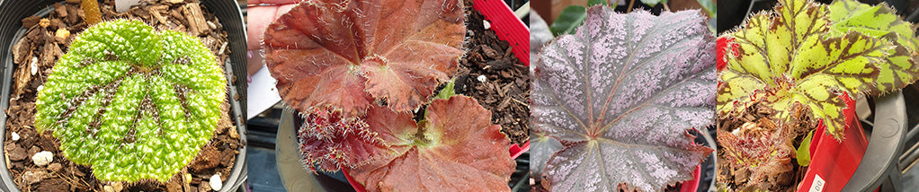 Begonia Care Tips