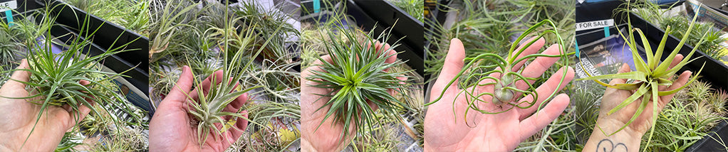 Care for Air Plants