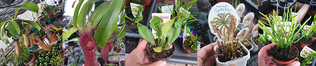 Nepenthes Care Info