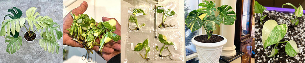 How to grow Tissue Culture Plants?