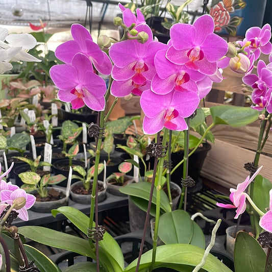 Mini phalaenopsis - pink/purple