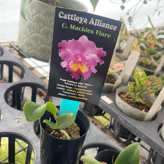 Cattleya Alliance C. Mackies Flare