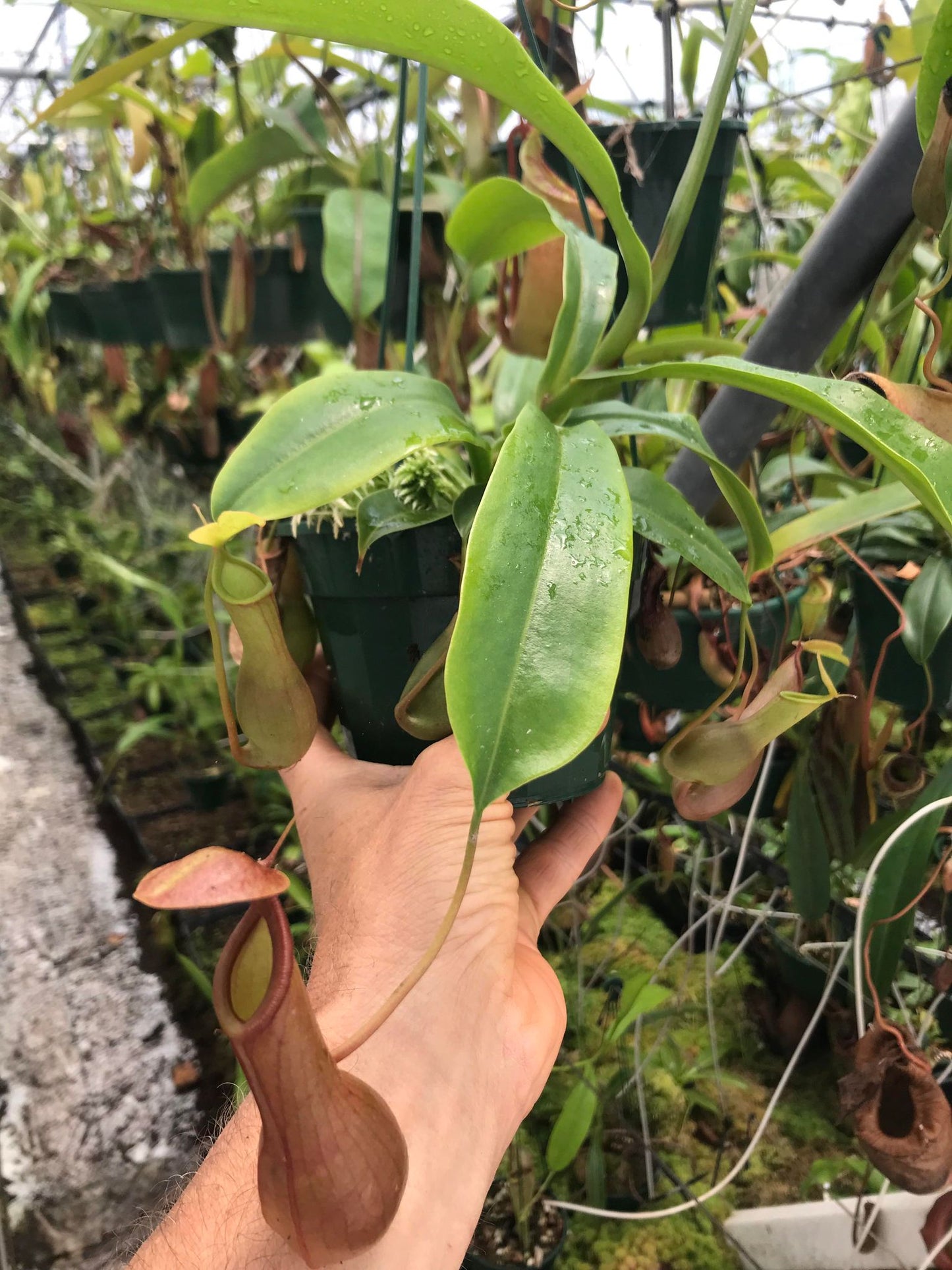 Nepenthes Alata 140mm
