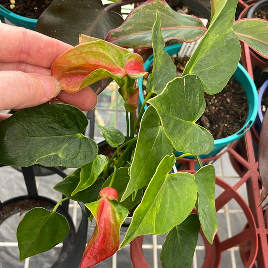 Anthurium - Curly Red Green