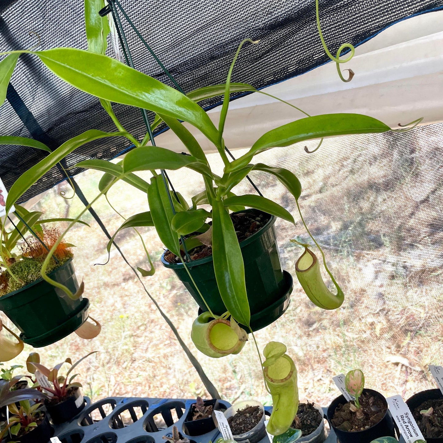 Premium Nepenthes PICKUP ONLY