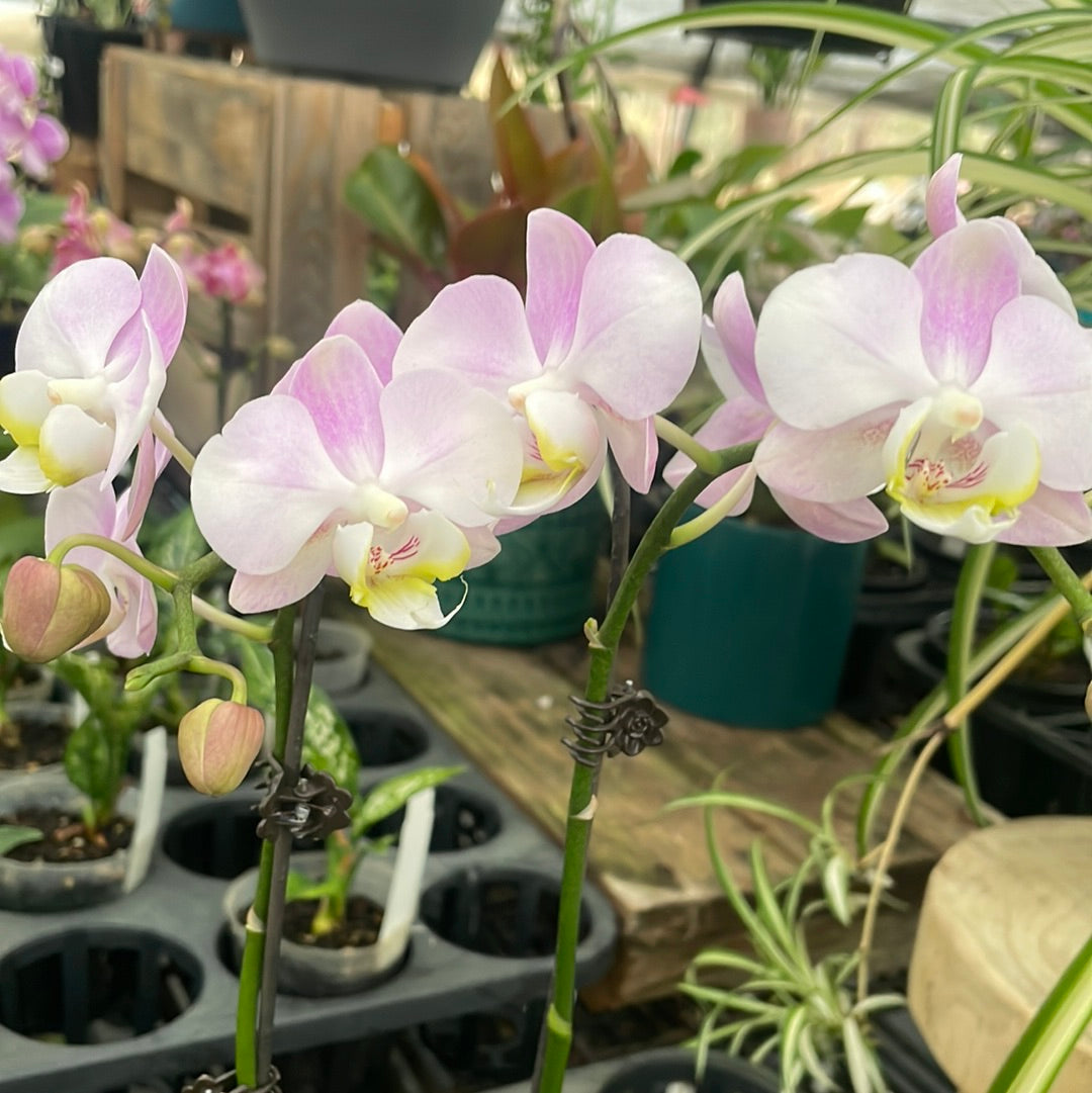 Mini phalaenopsis - maybe white