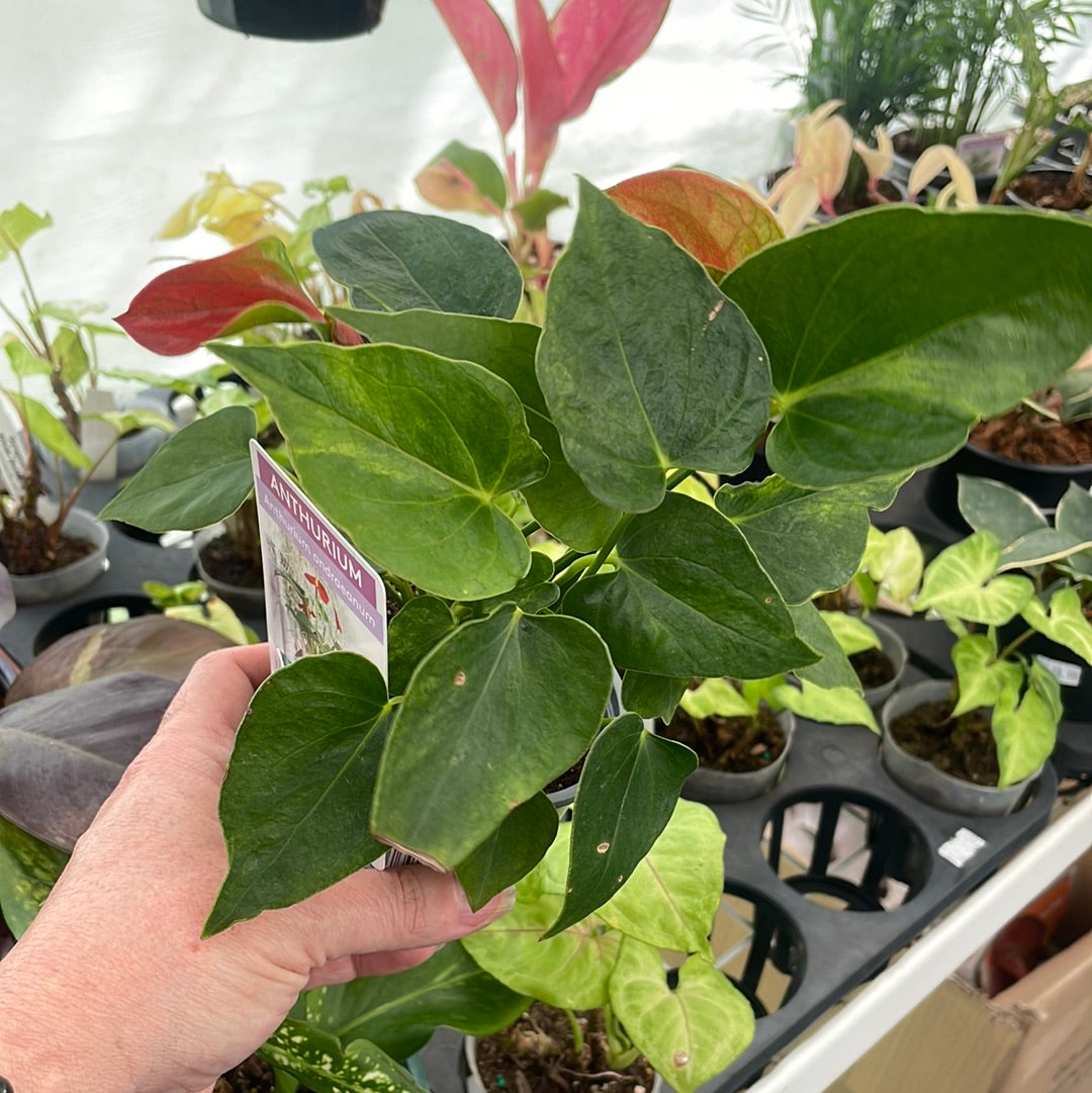 Anthurium - Curly Red Green