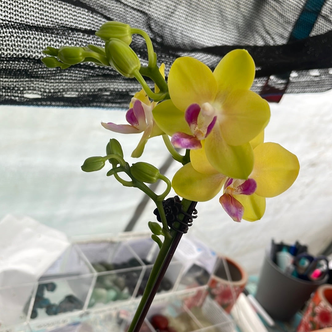 Mini phalaenopsis - YELLOW