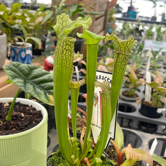 Sarracenia Leucophylla Hybrids