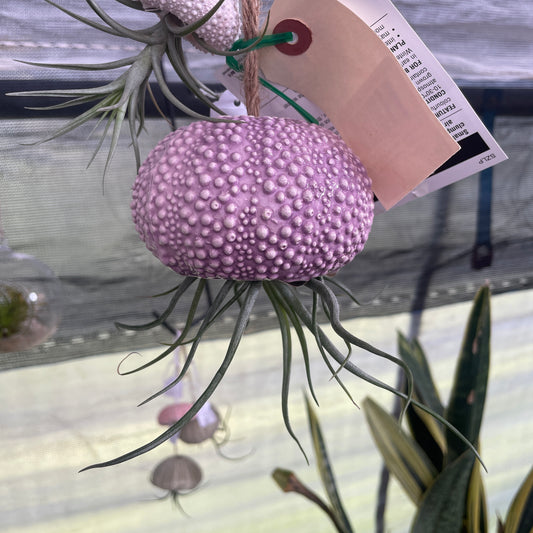 Hanging Jellyfish with Air plant - Purple
