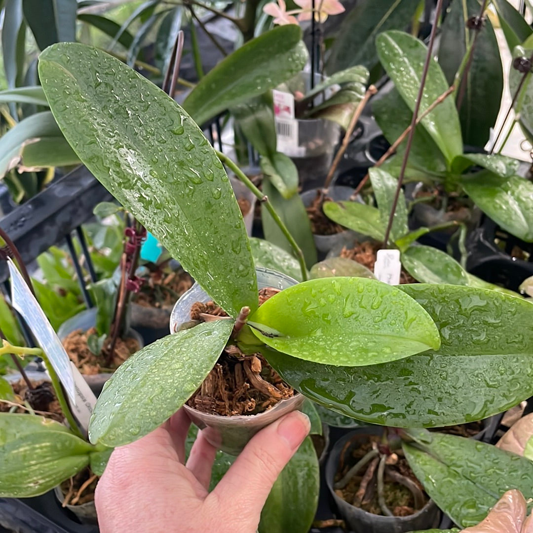 Mini phalaenopsis - Surprise colour