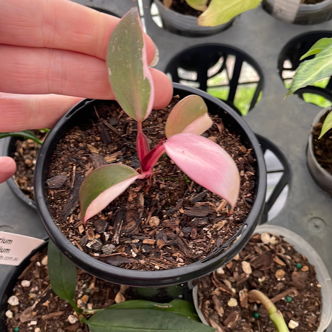 Philodendron Pink Princess - Small