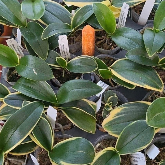 Phalaenopsis Sogo Vivien - variegated leaf NOT FLOWERING