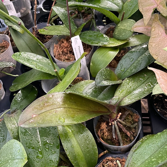 Mini phalaenopsis - Surprise colour
