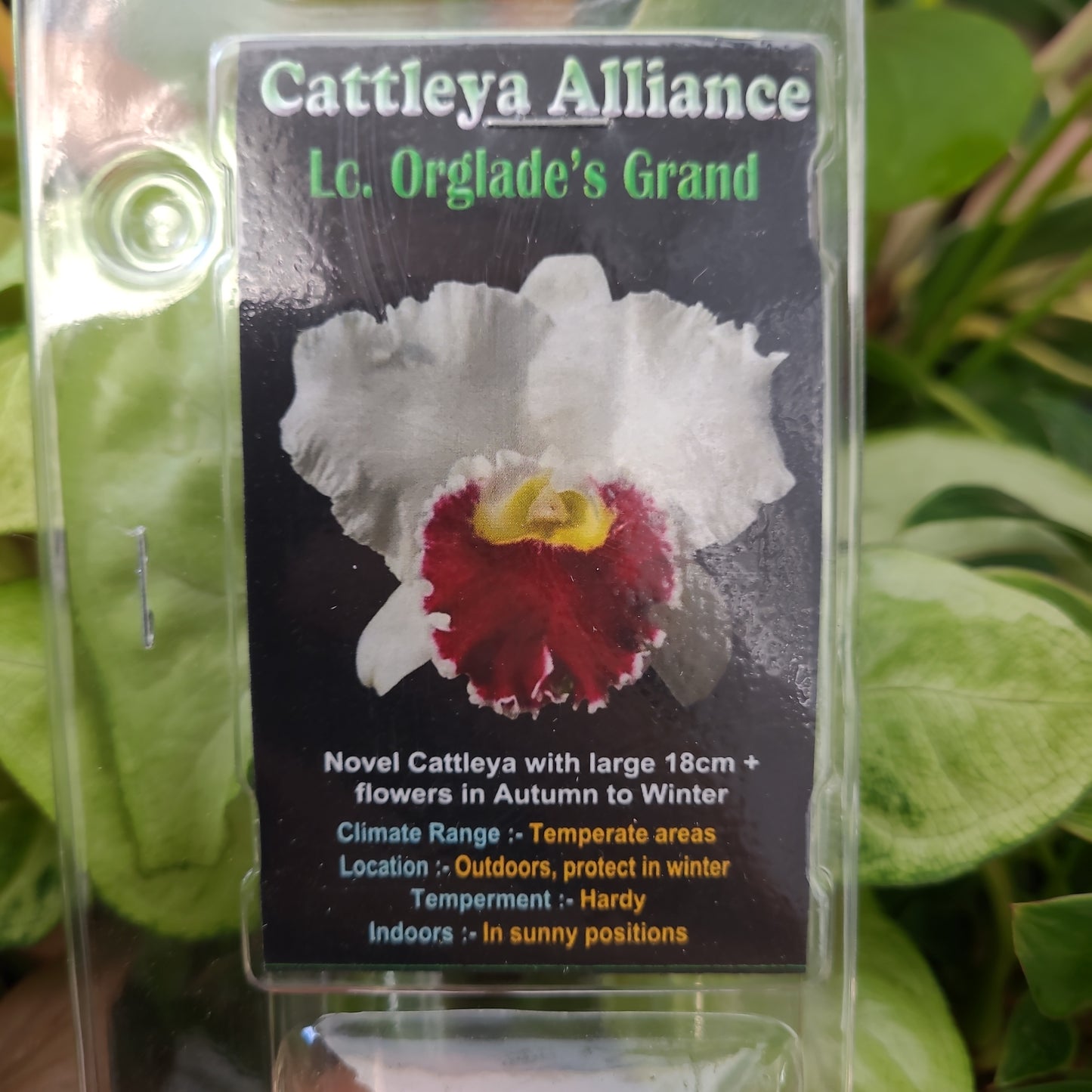 Cattleya Alliance Lc. Orglade's Grand