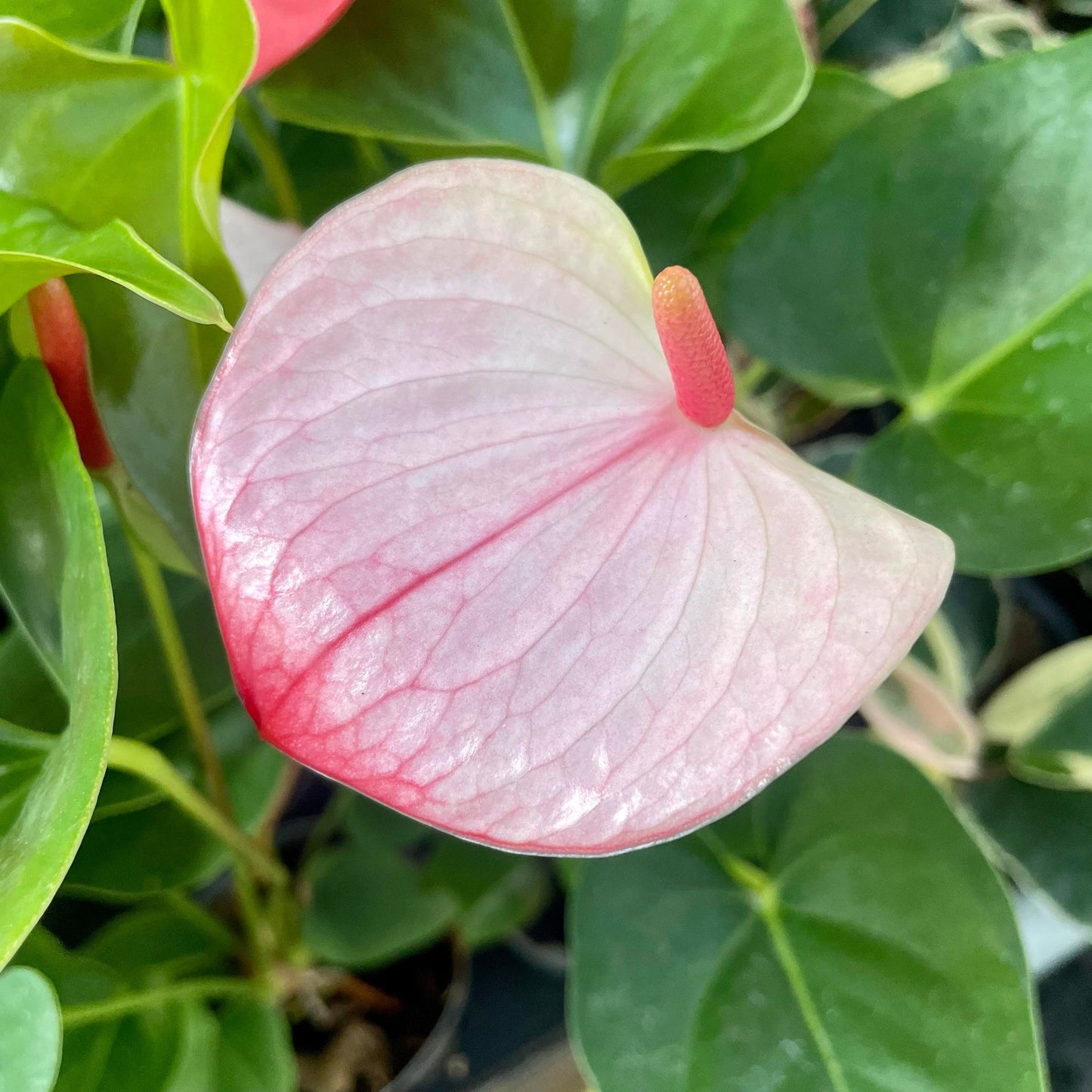 Anthurium - Pink/White flower