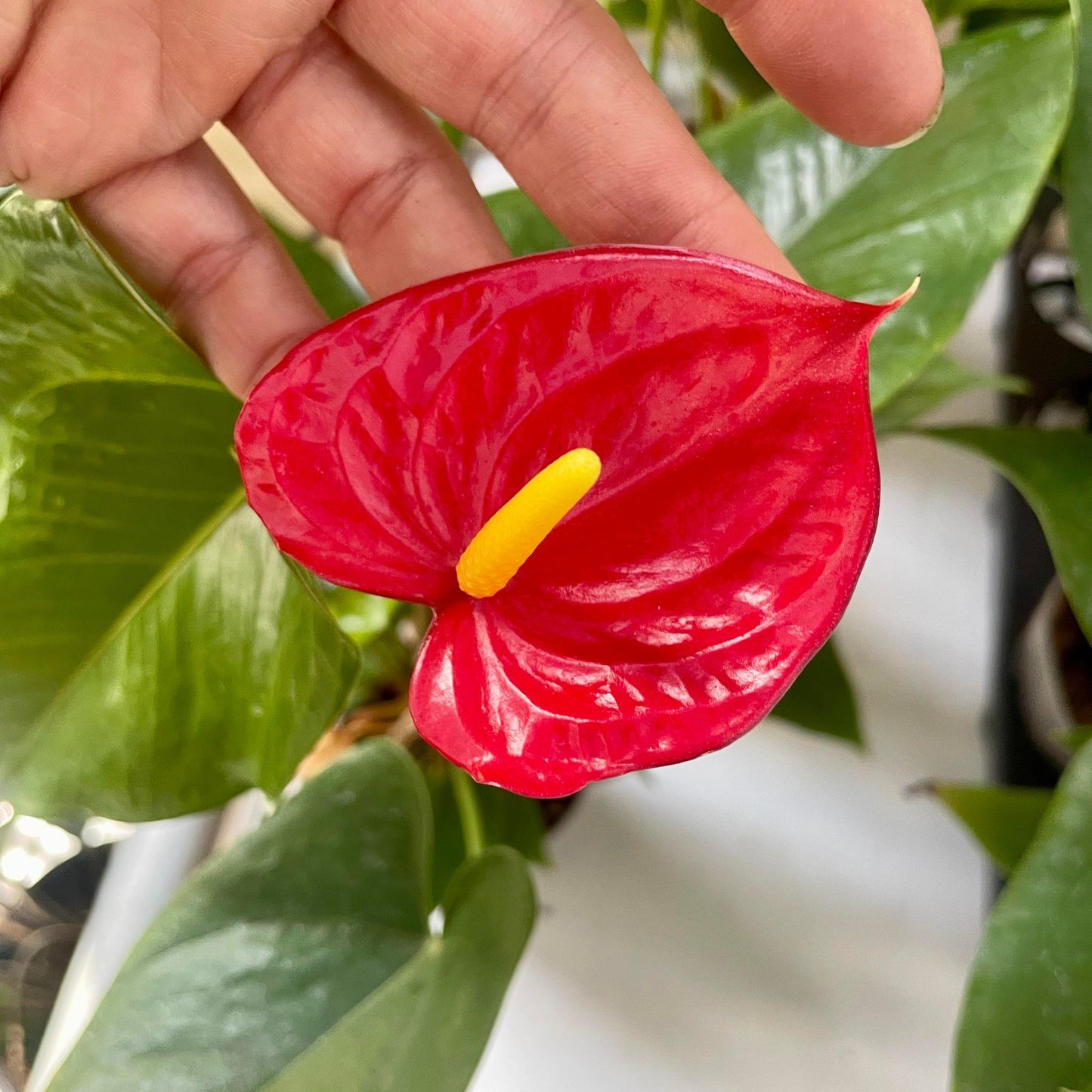 Anthurium - Red flower