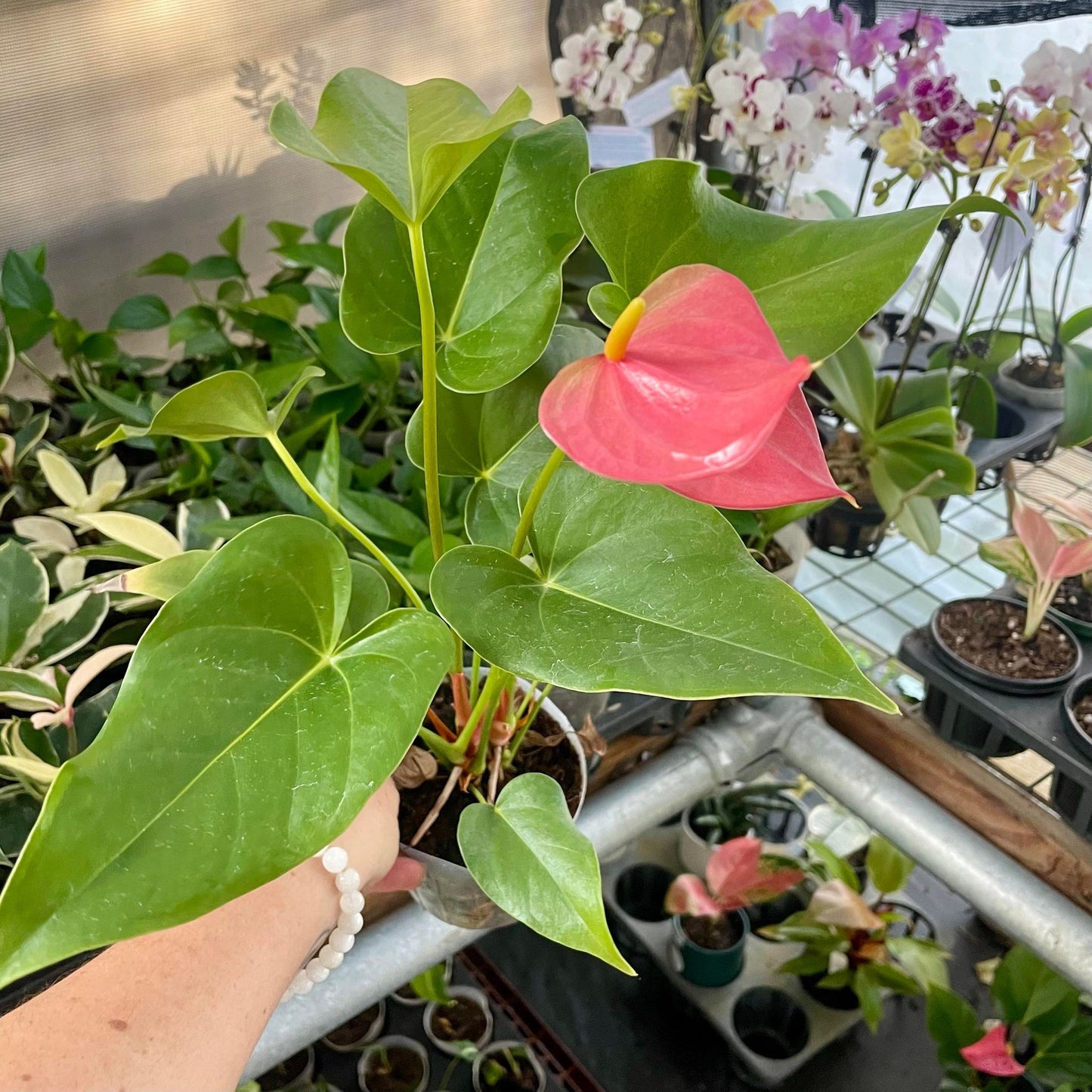 Anthurium - Pink flower