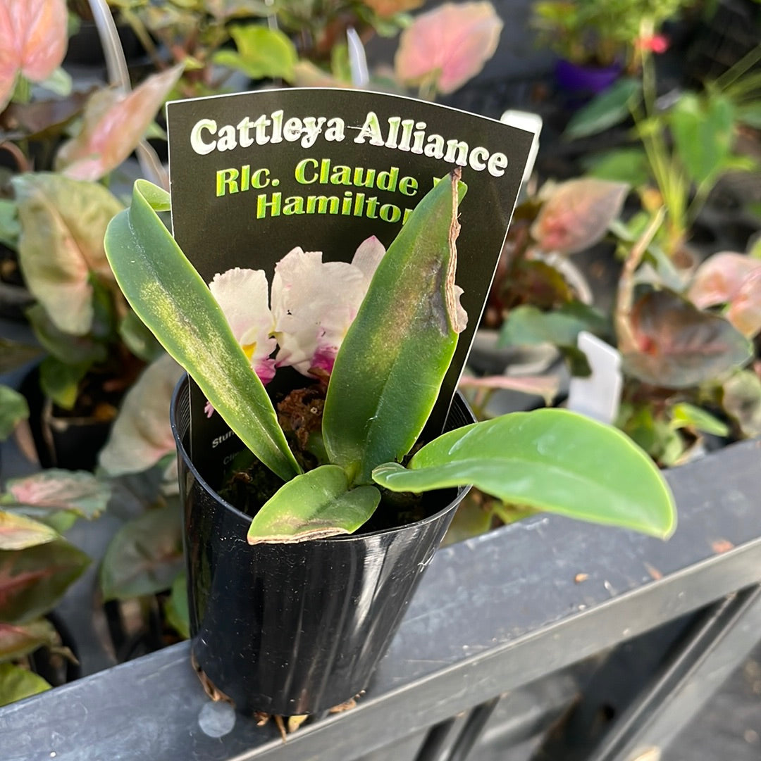 Cattleya Alliance Rlc Claude W Hamilton