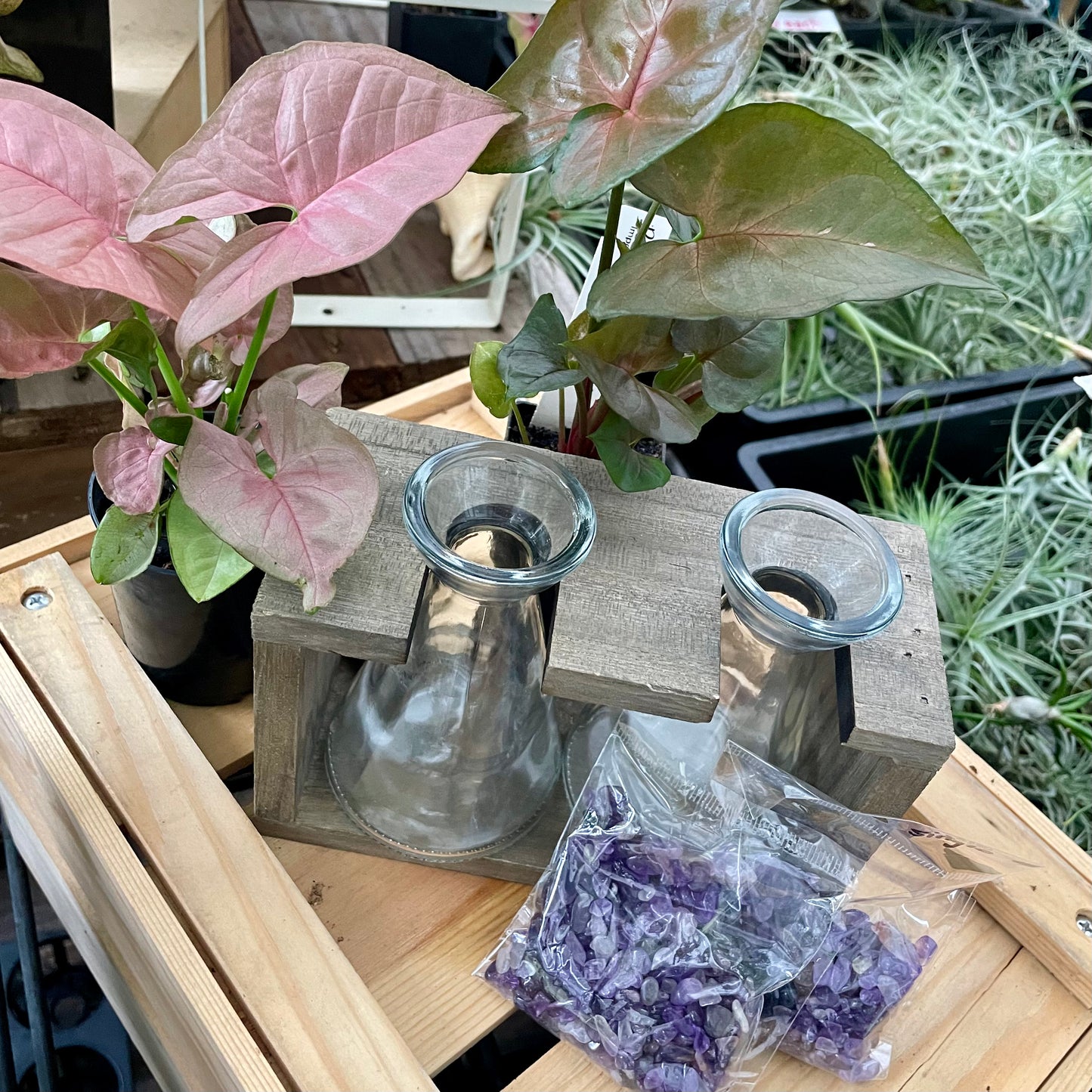 Crystal Infused Propagation kit - Amethyst Double