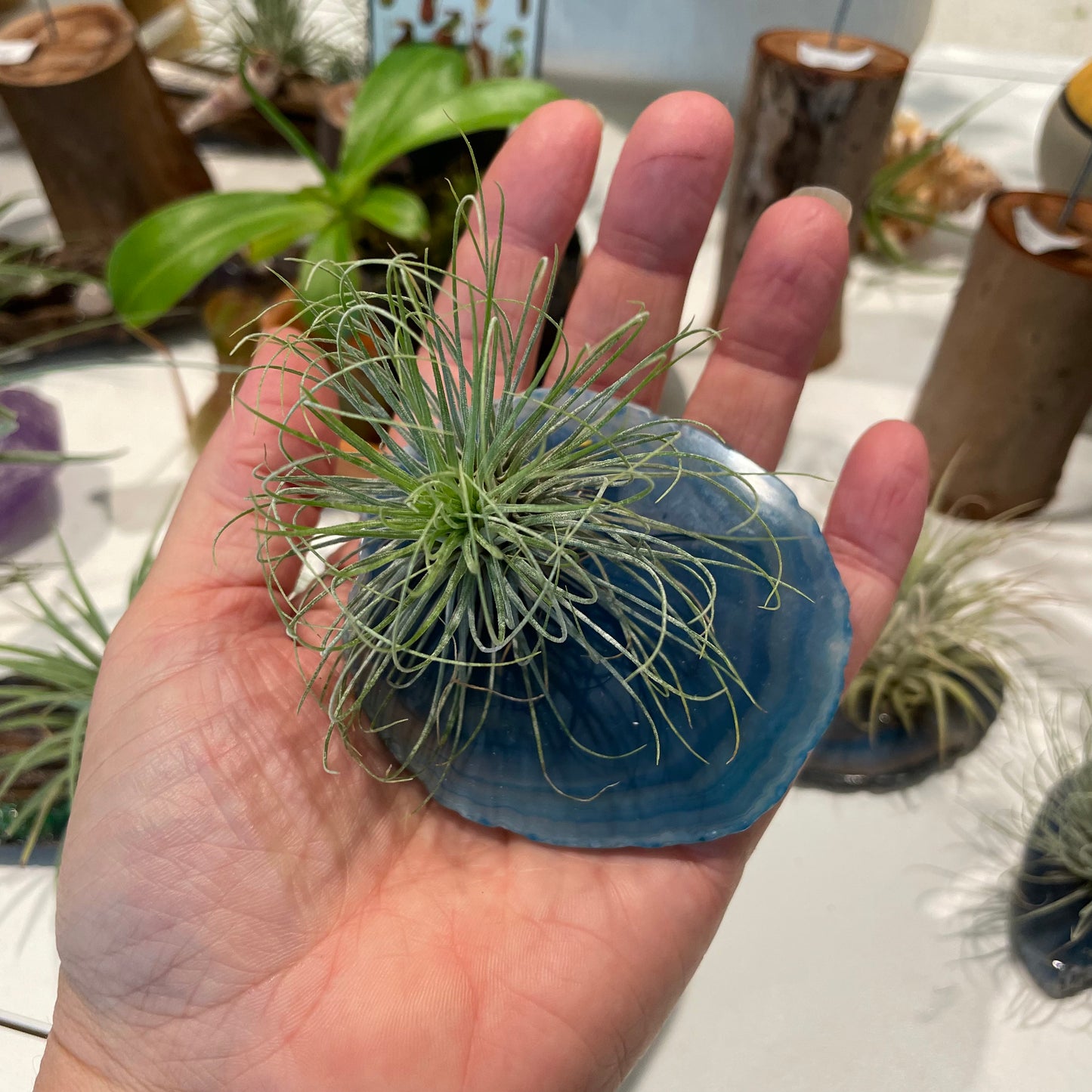 Blue agate with air plant